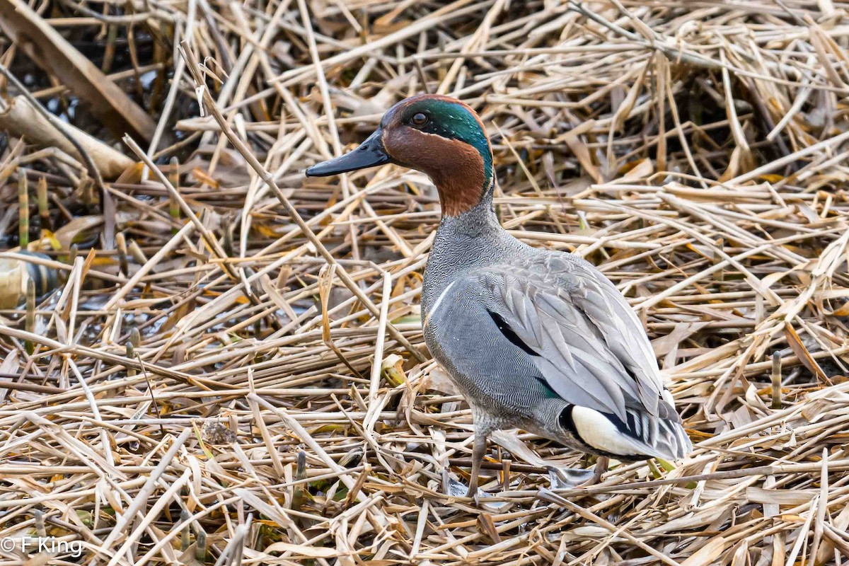 Green-winged Teal - ML618033295