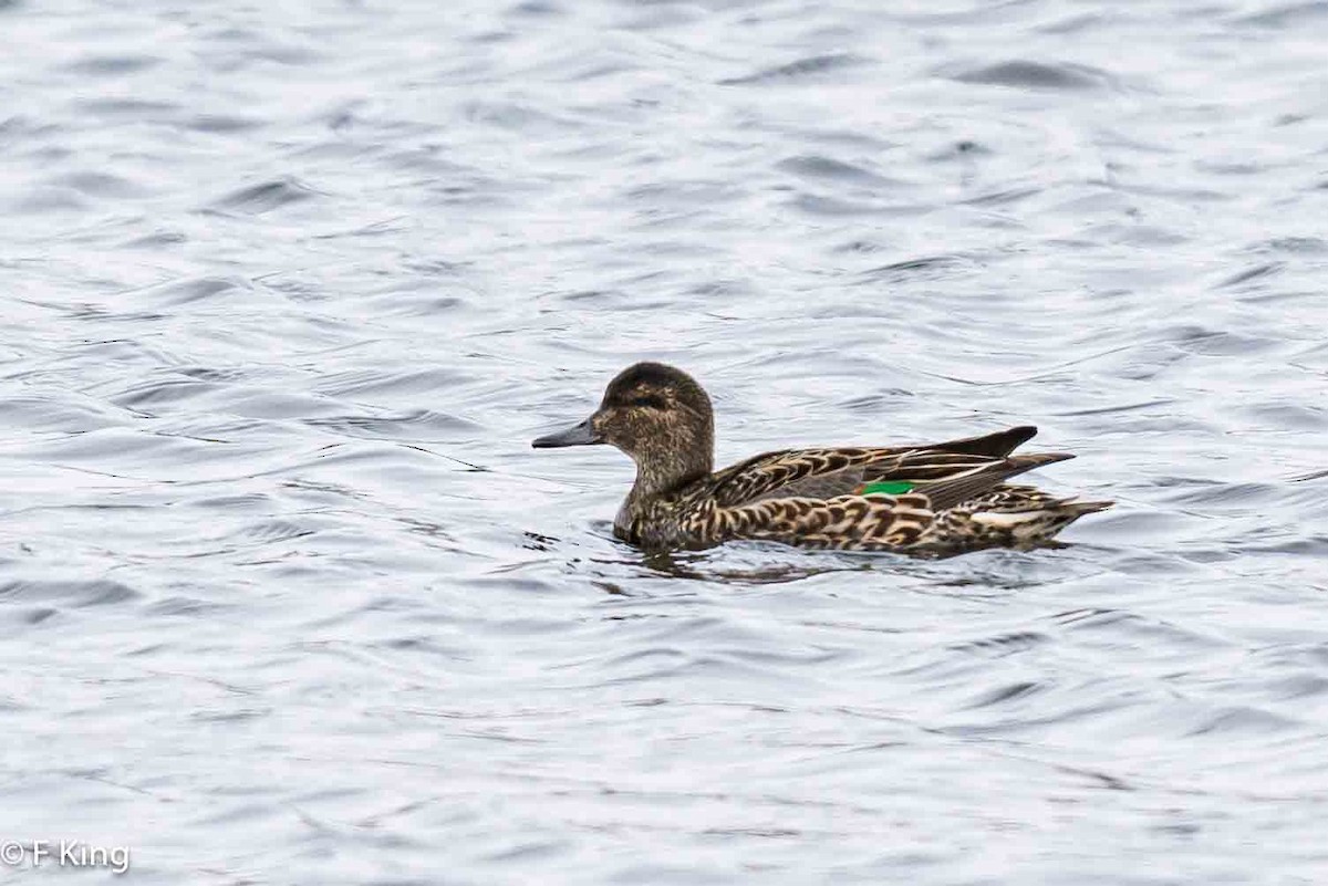 Green-winged Teal - ML618033298