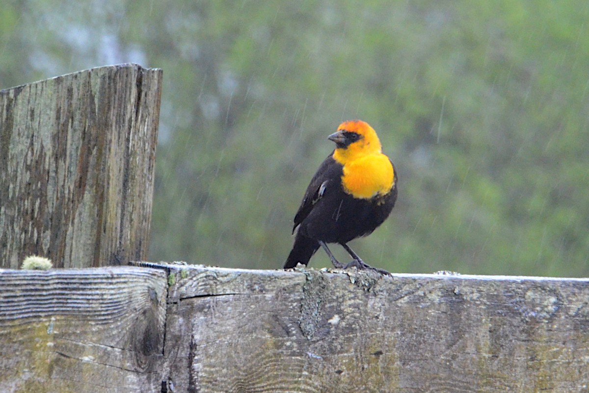 Yellow-headed Blackbird - ML618033316