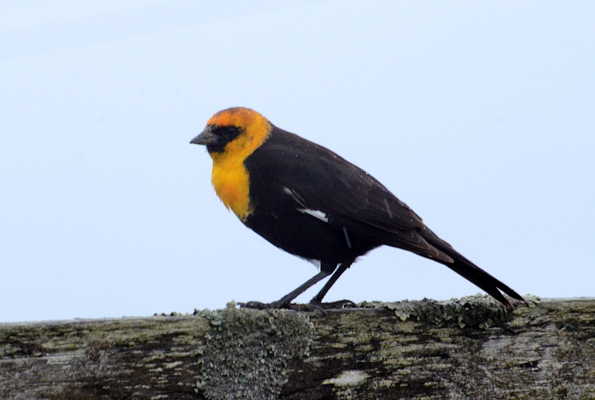 Yellow-headed Blackbird - ML618033317