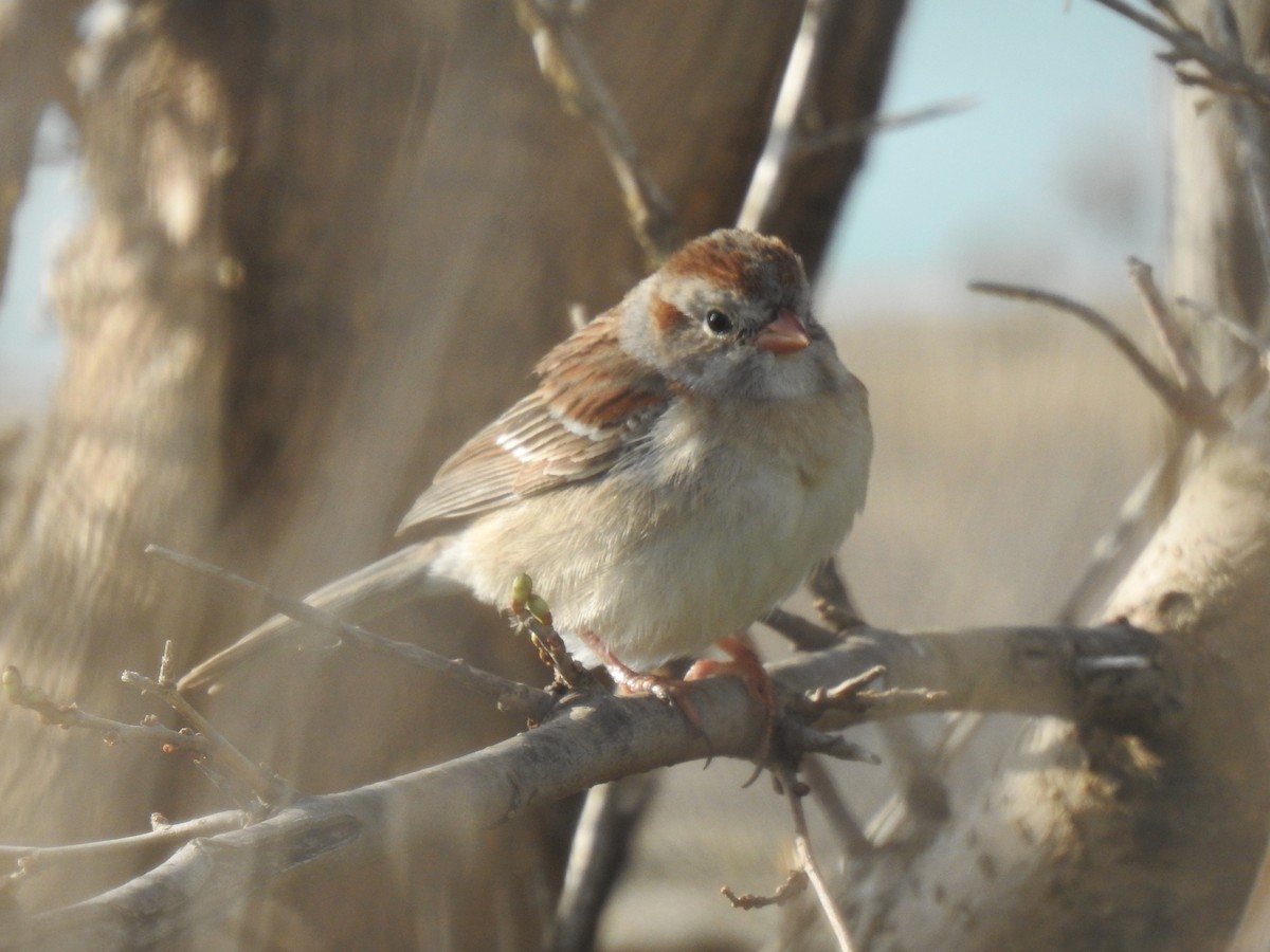 Field Sparrow - Xiaolin Yue