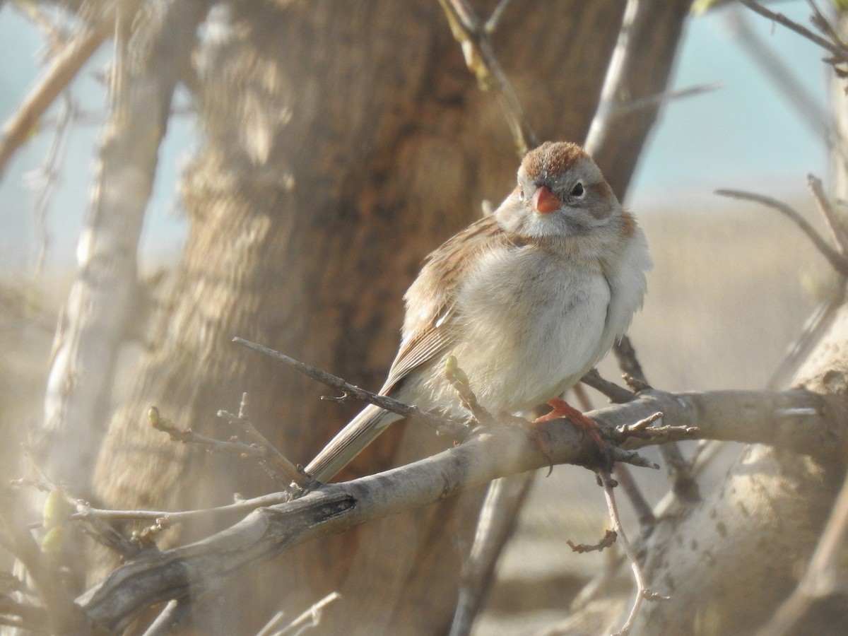 Field Sparrow - Xiaolin Yue
