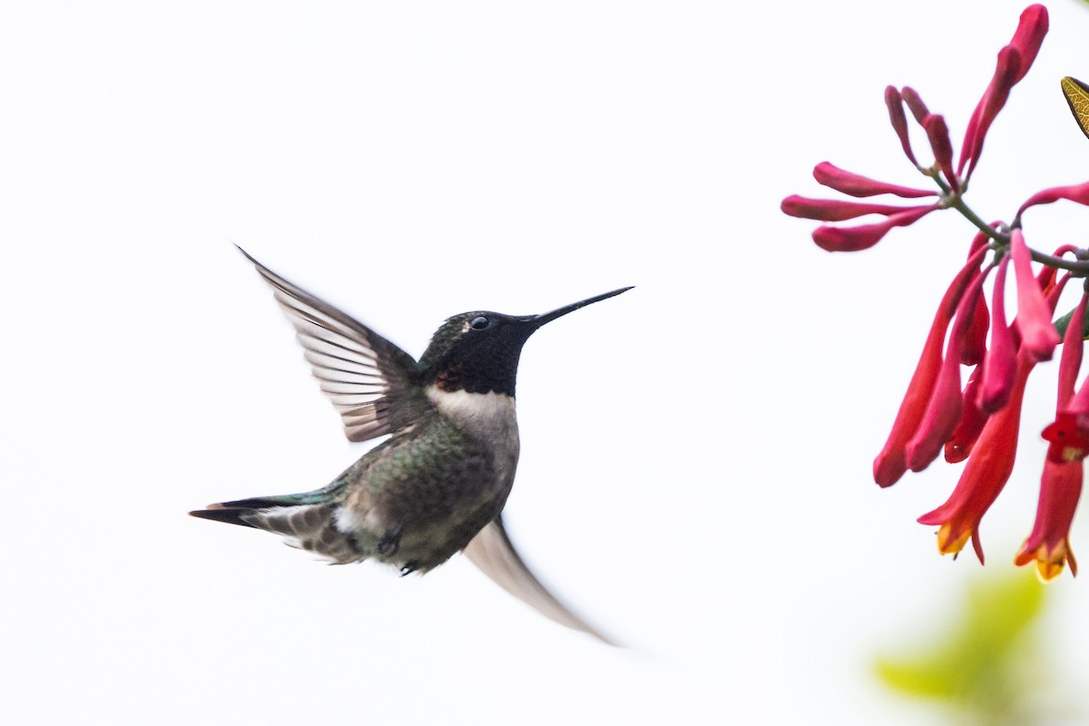 Ruby-throated Hummingbird - Kees de Mooy