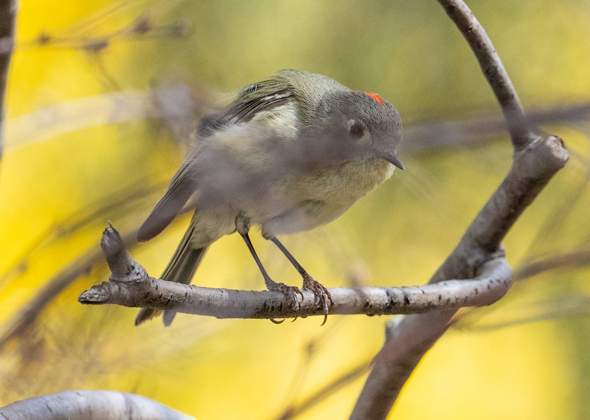 Ruby-crowned Kinglet - Laurence Green