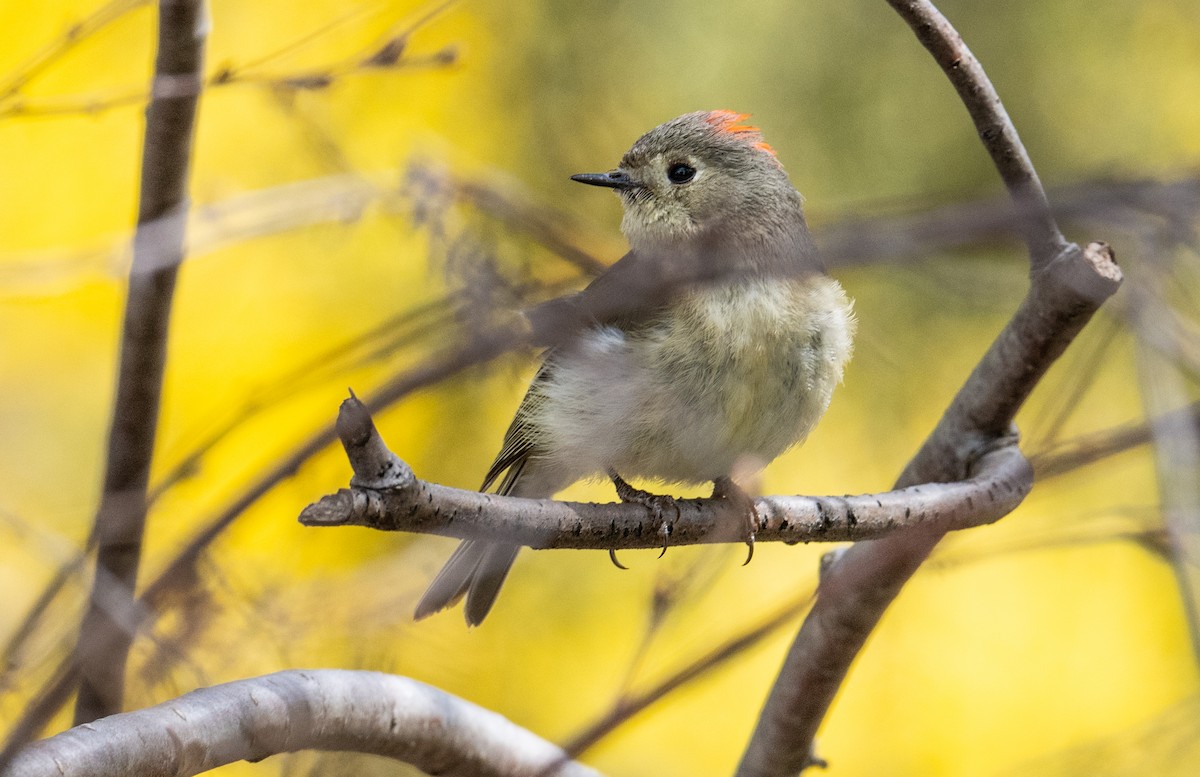 Ruby-crowned Kinglet - Laurence Green