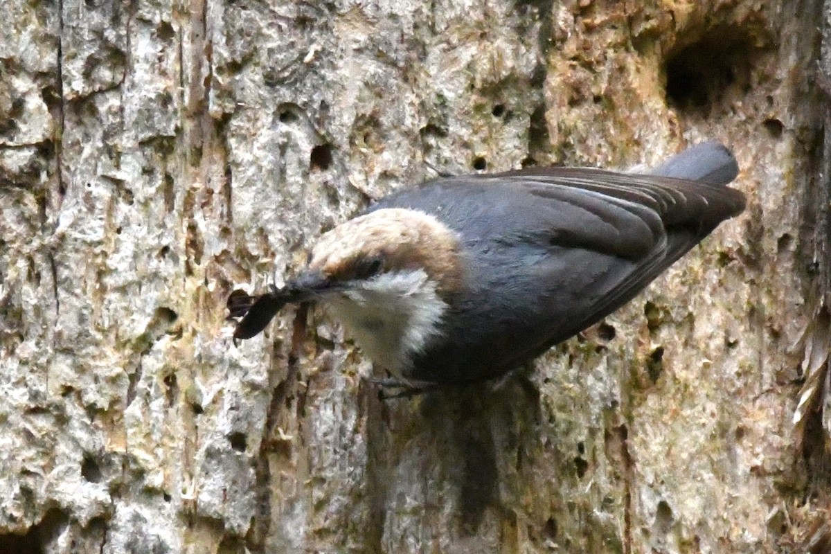 Brown-headed Nuthatch - ML618033386