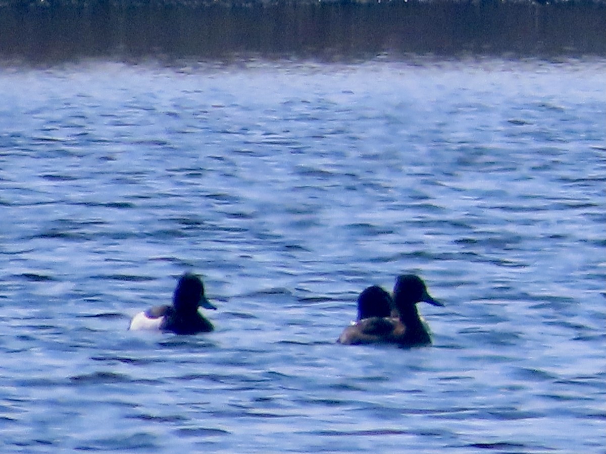 Tufted Duck - ML618033390
