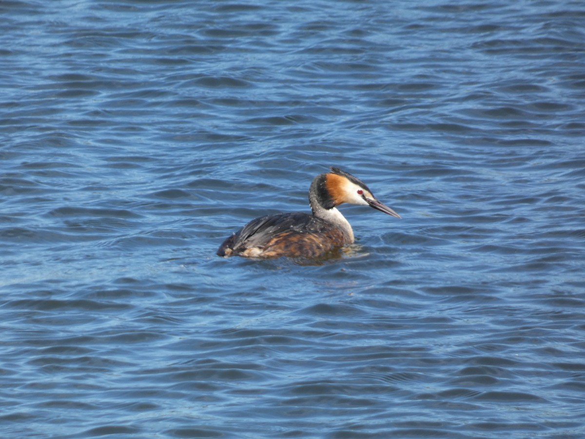Great Crested Grebe - ML618033395