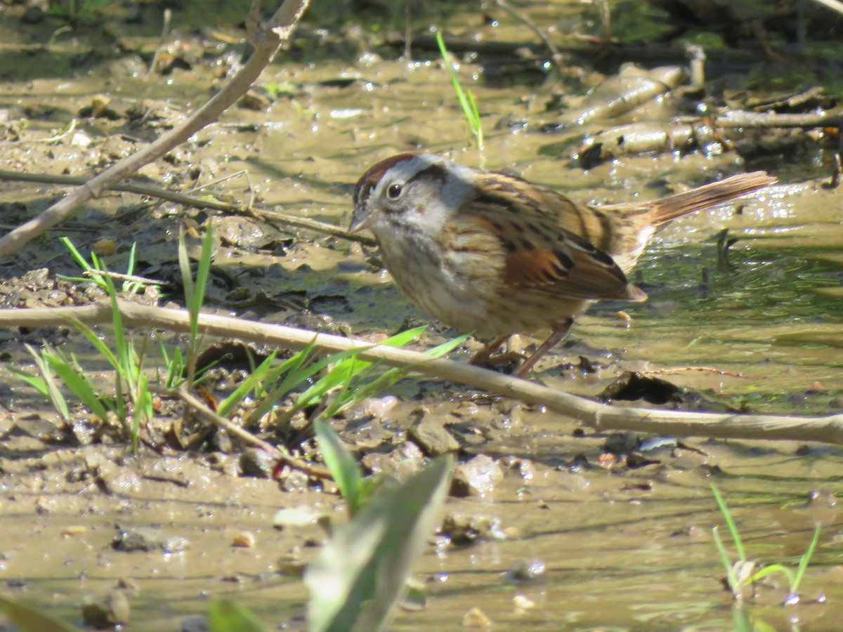 Swamp Sparrow - ML618033398