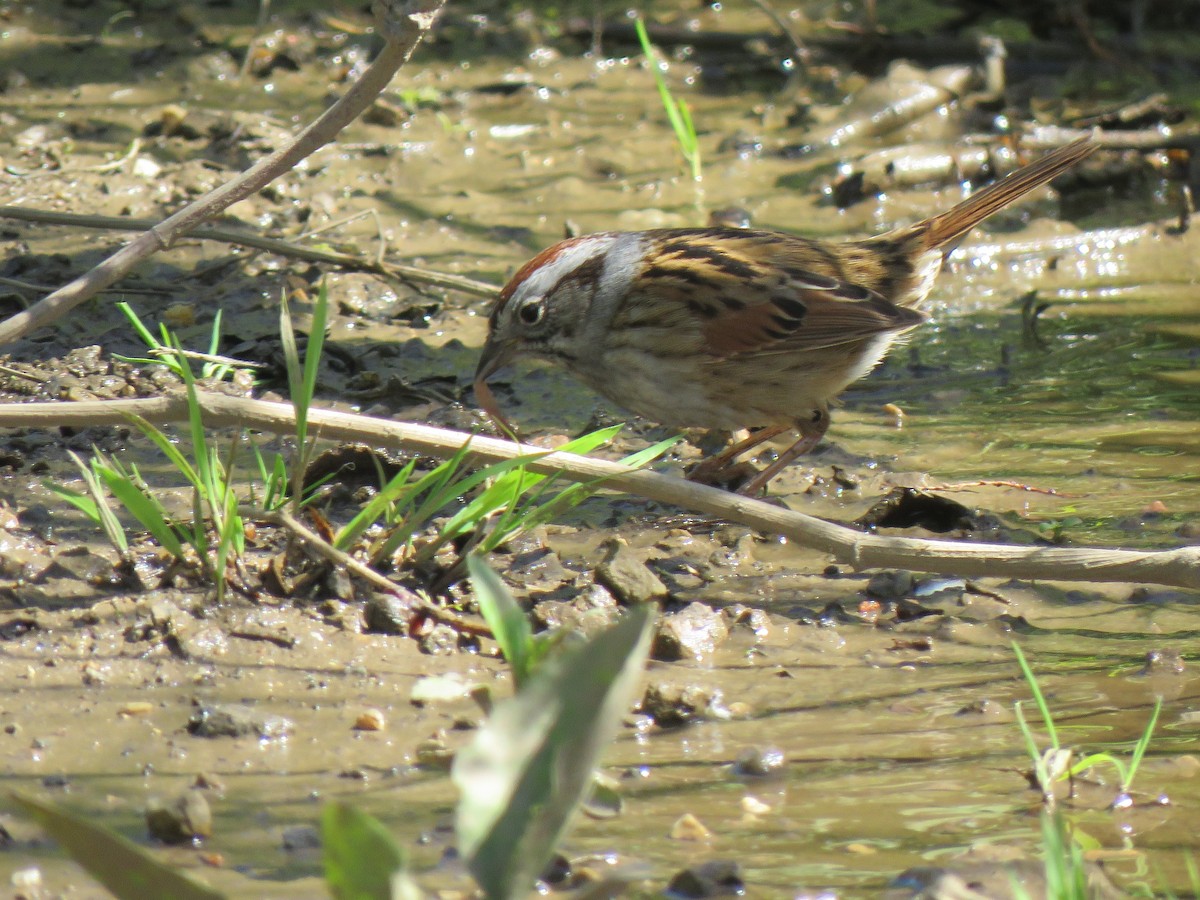 Swamp Sparrow - ML618033399