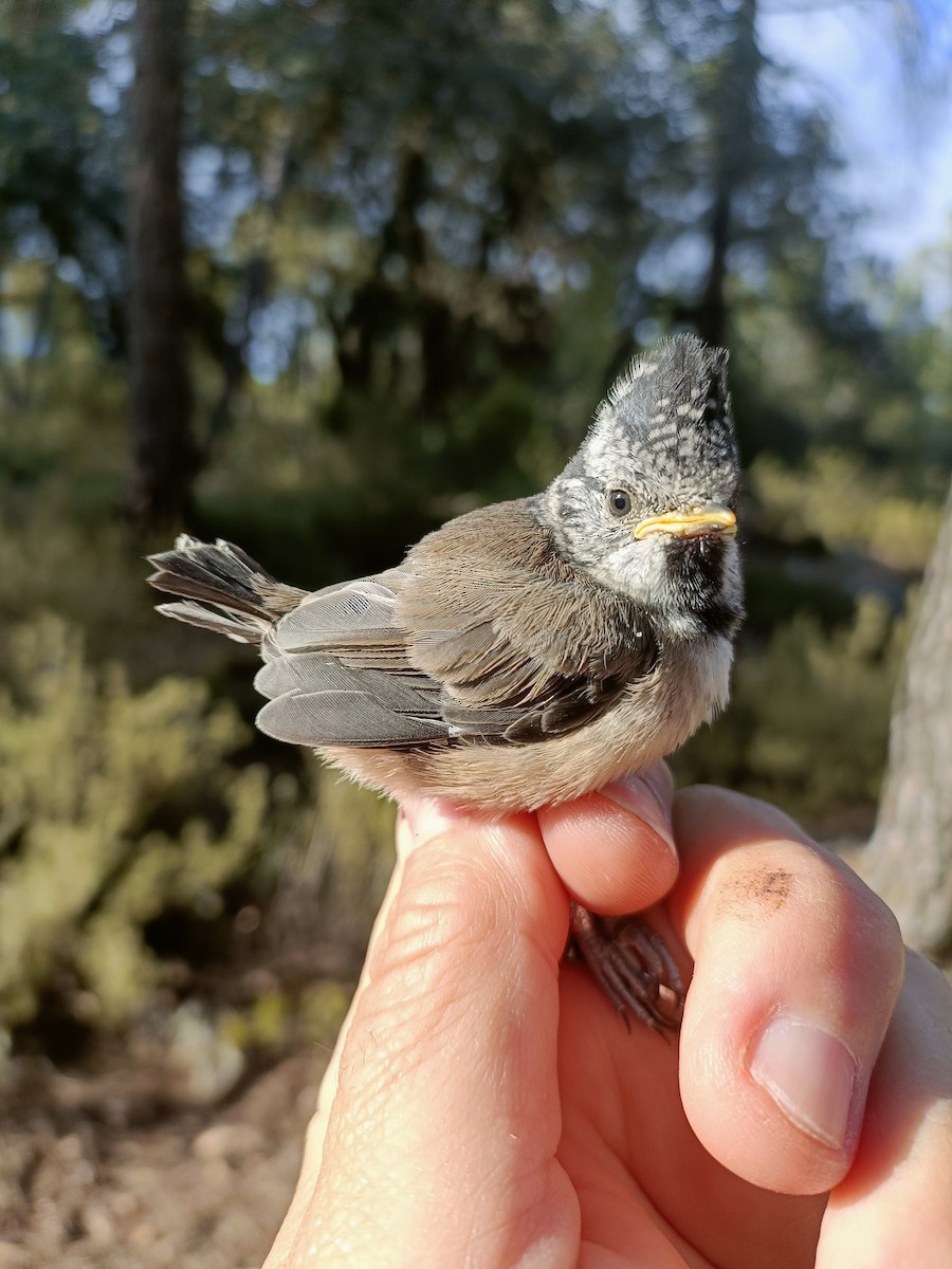 Crested Tit - ML618033408