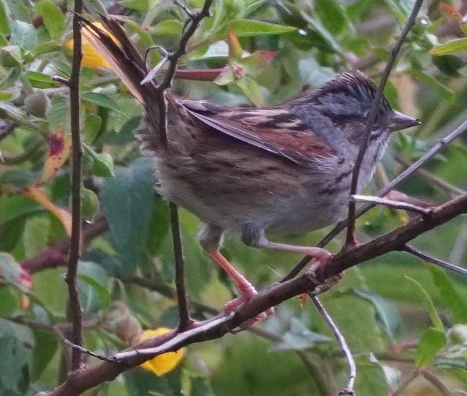 Swamp Sparrow - ML618033411