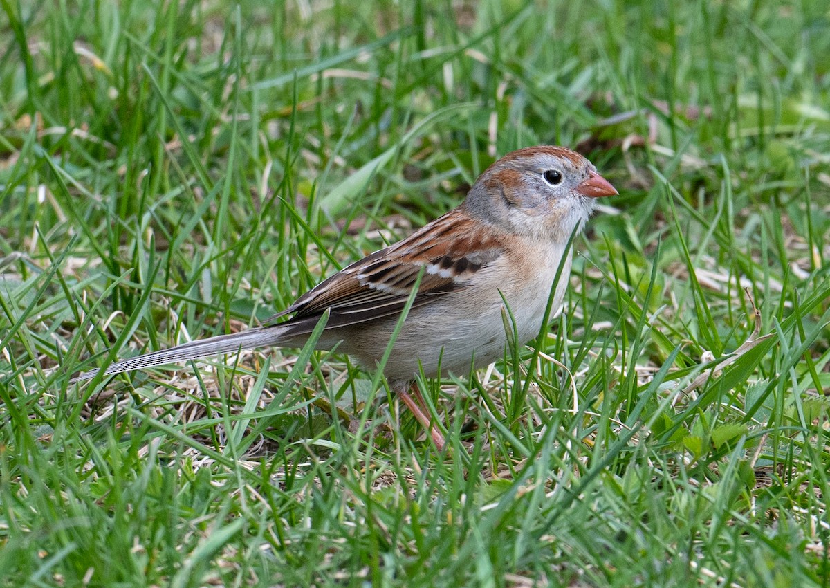Field Sparrow - Laurence Green