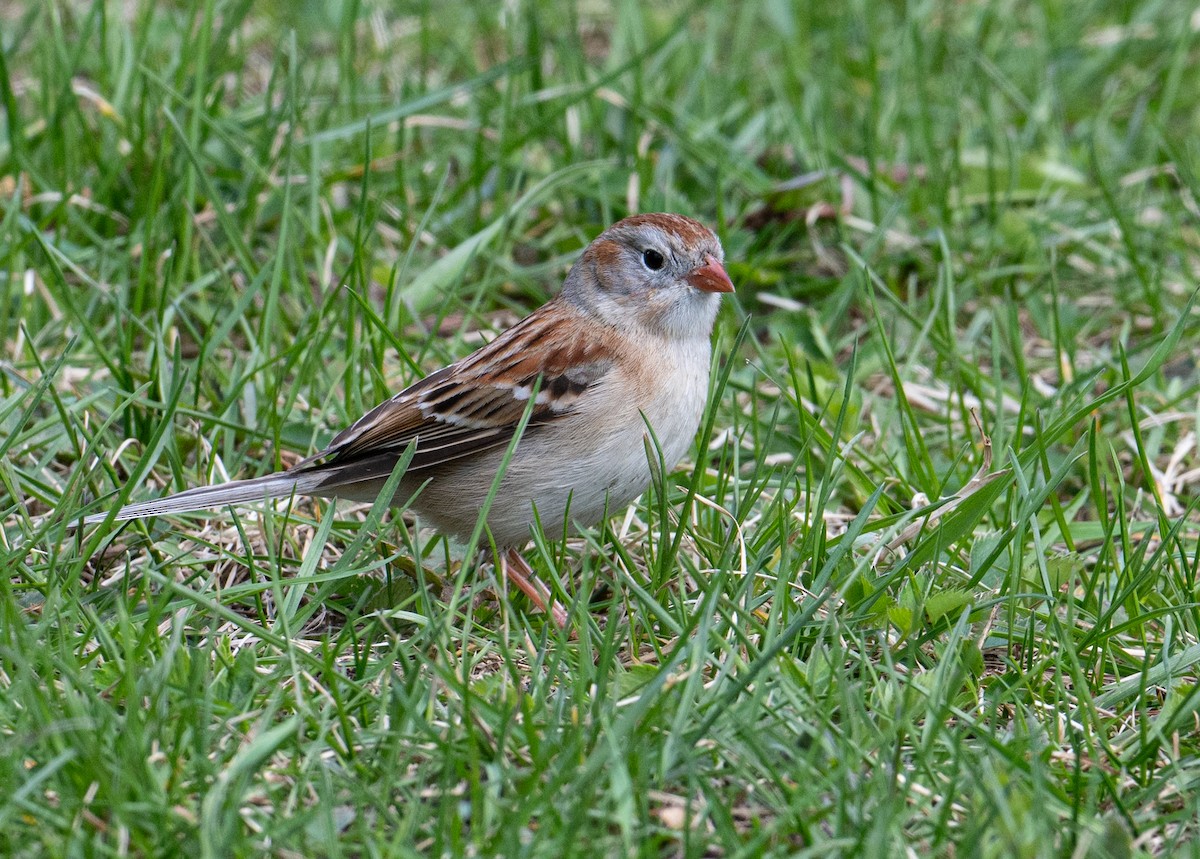 Field Sparrow - ML618033416