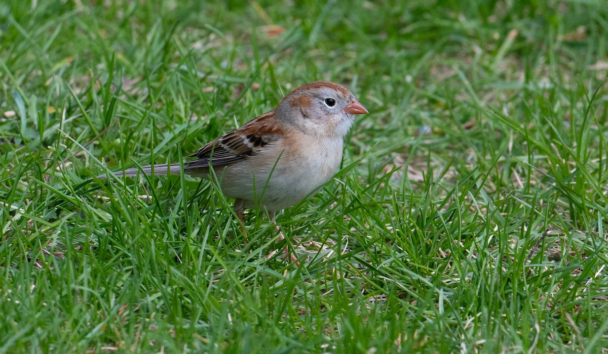Field Sparrow - Laurence Green