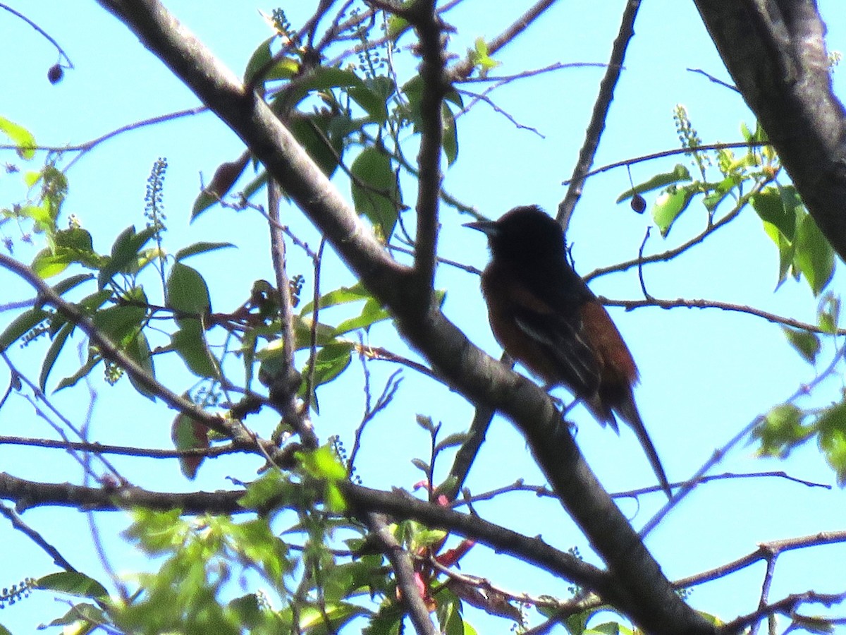 Orchard Oriole - ML618033422