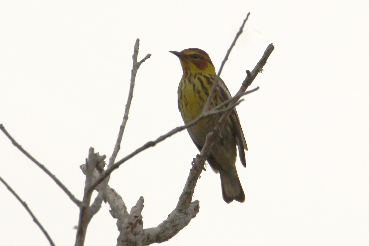 Cape May Warbler - ML618033456