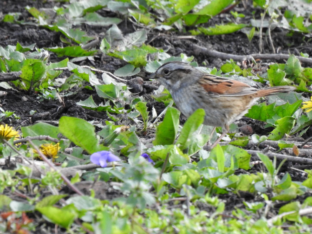 Swamp Sparrow - ML618033457