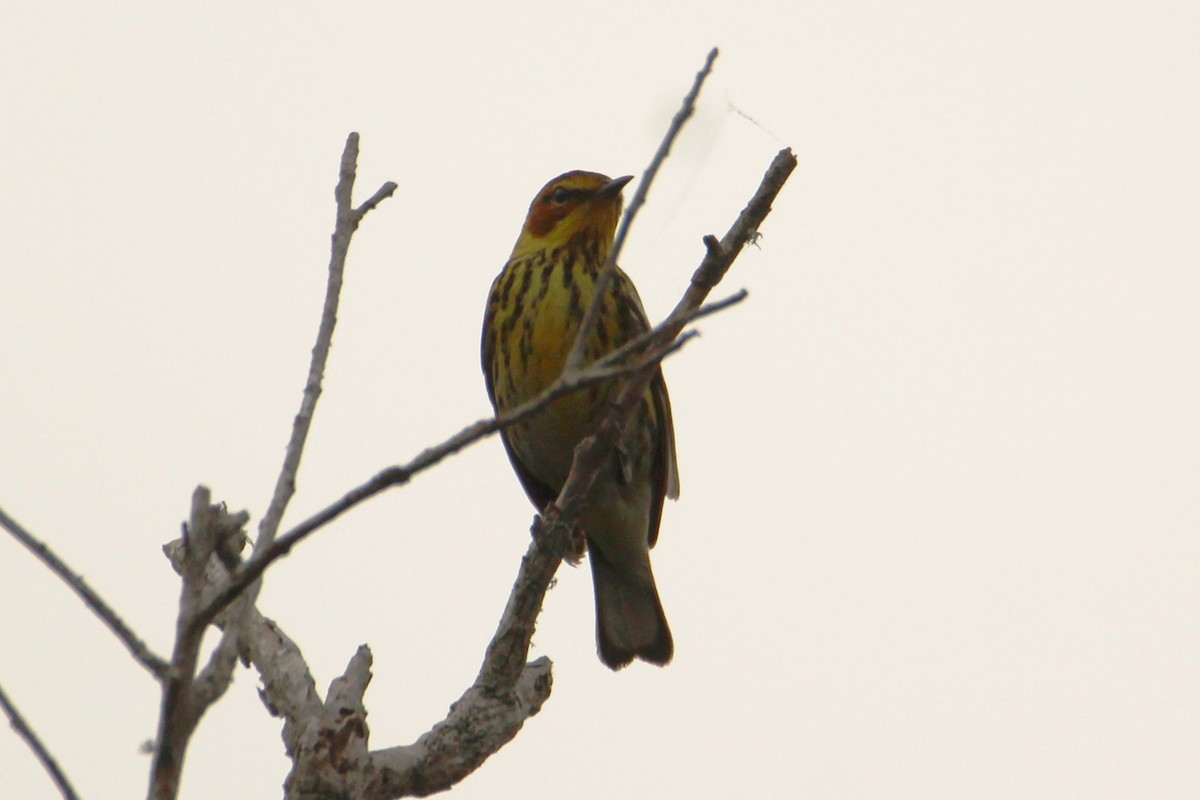 Cape May Warbler - ML618033460