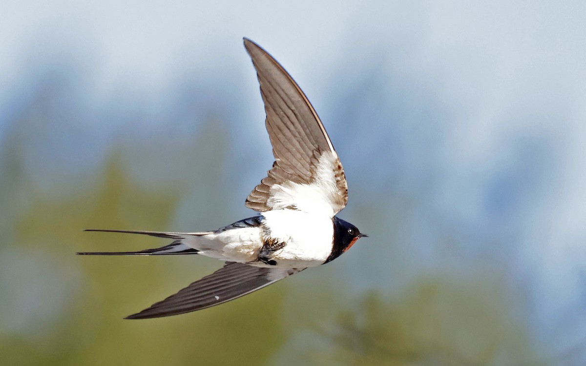 Barn Swallow - Sampsa Cairenius