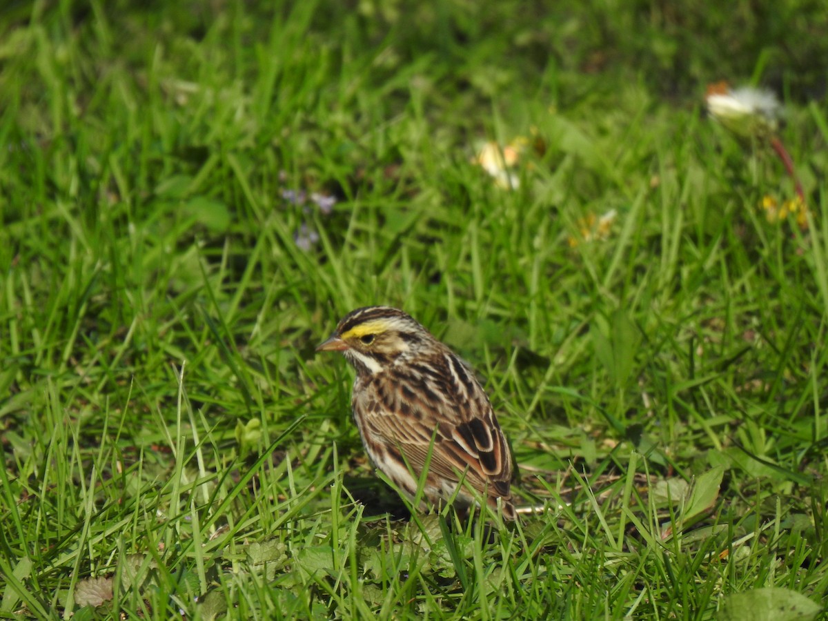 Savannah Sparrow - ML618033465