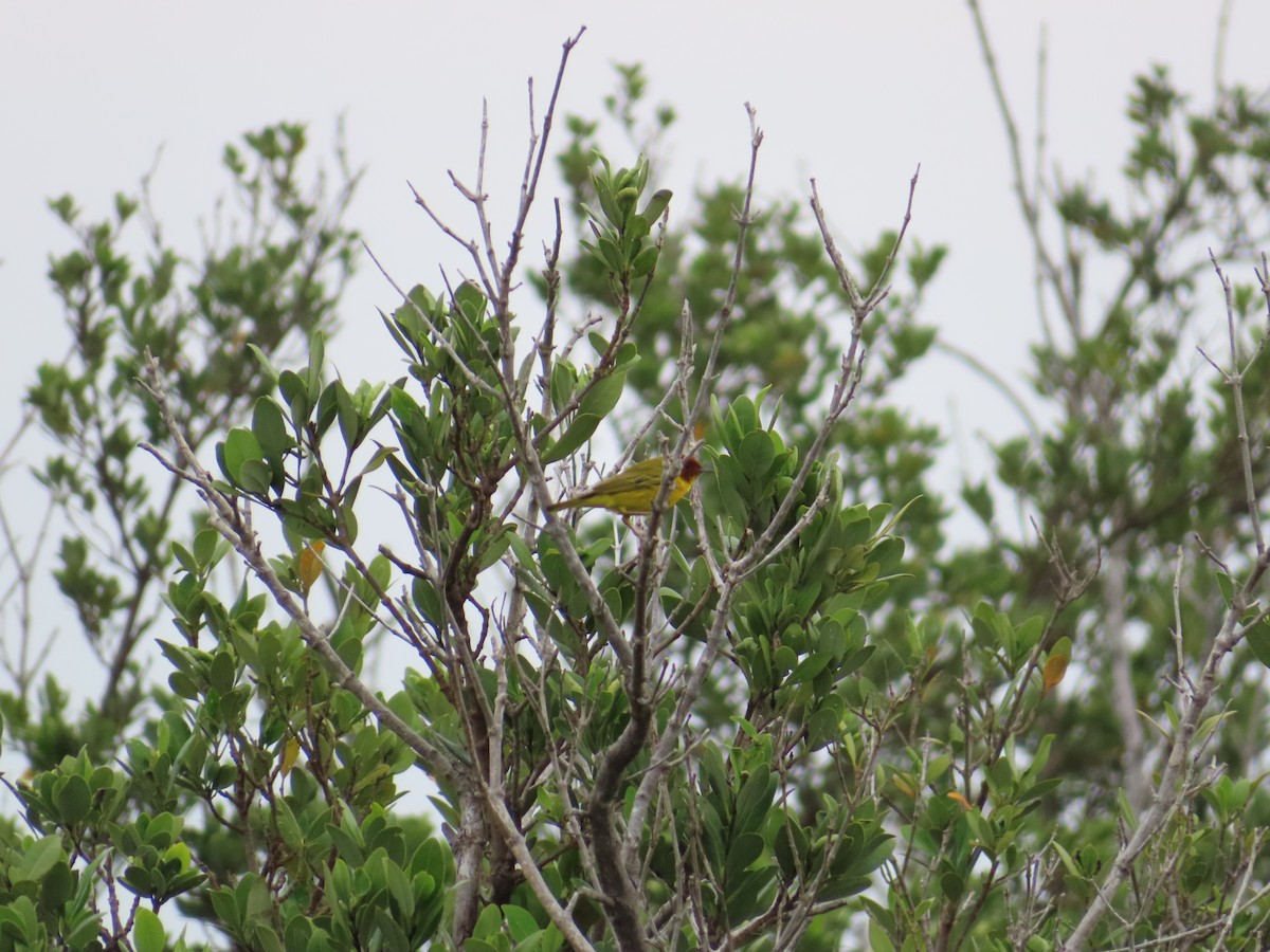 Yellow Warbler (Mangrove) - Jon Lundak
