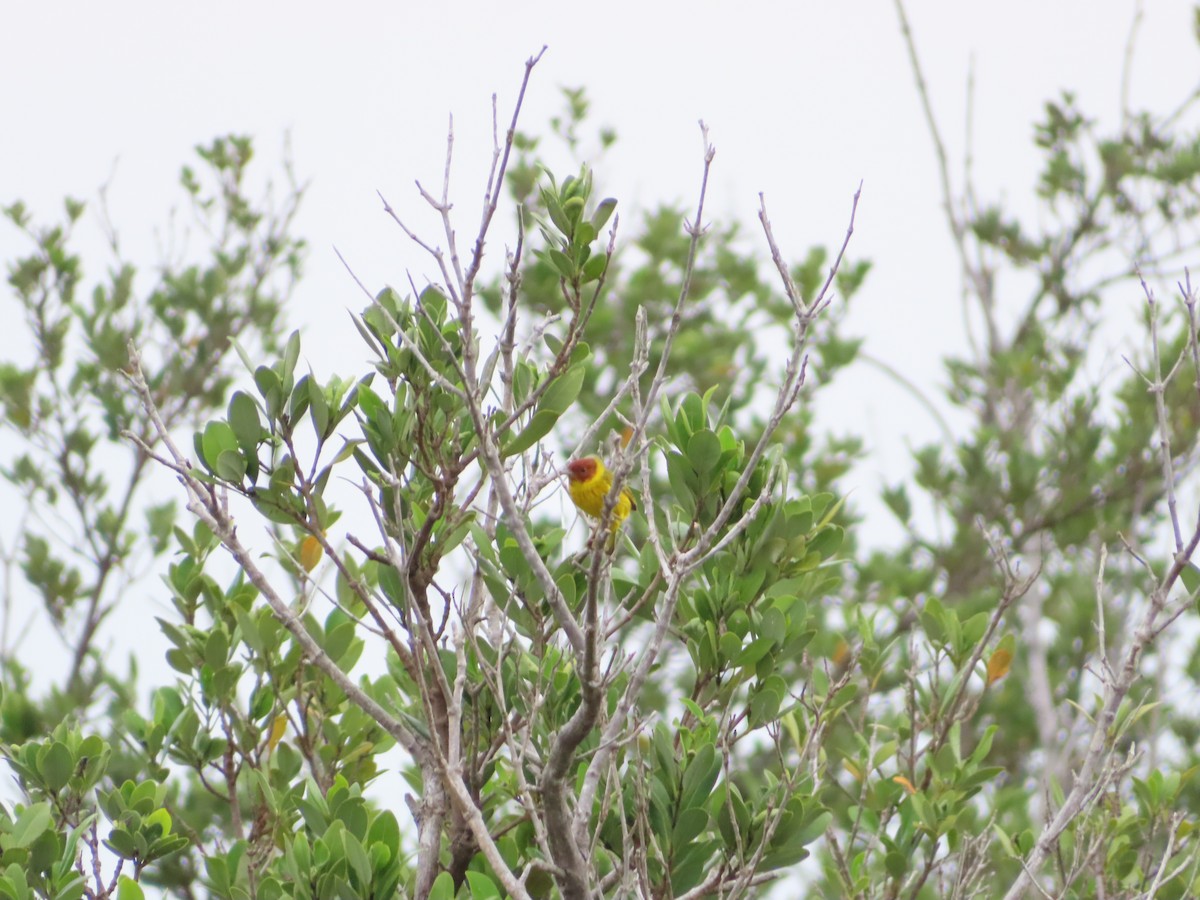 Yellow Warbler (Mangrove) - Jon Lundak