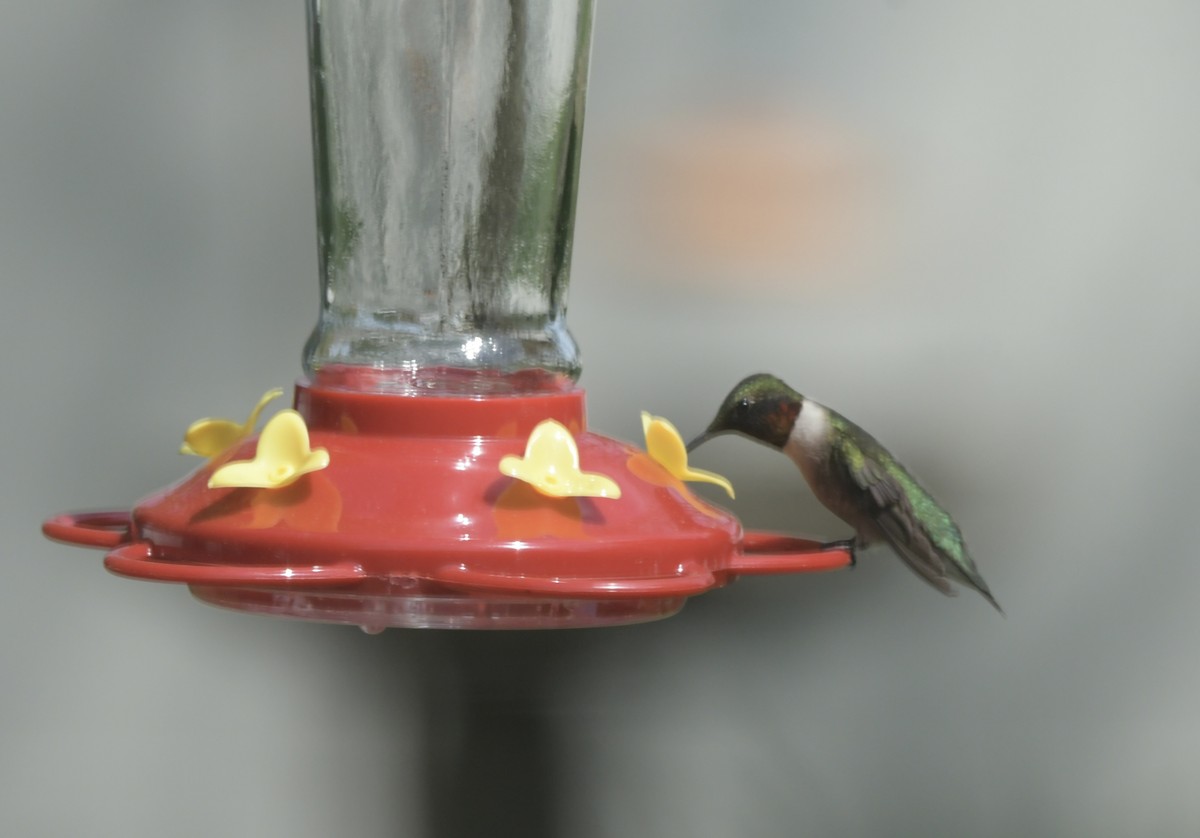 Ruby-throated Hummingbird - ML618033518
