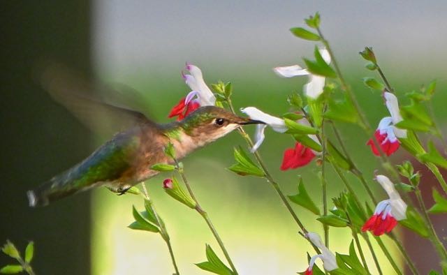 Ruby-throated Hummingbird - Vern Tunnell
