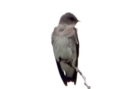 Northern Rough-winged Swallow - Peter Williams