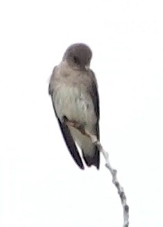 Northern Rough-winged Swallow - ML618033582