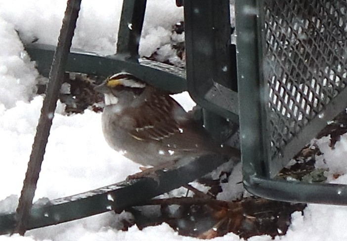 White-throated Sparrow - ML618033603