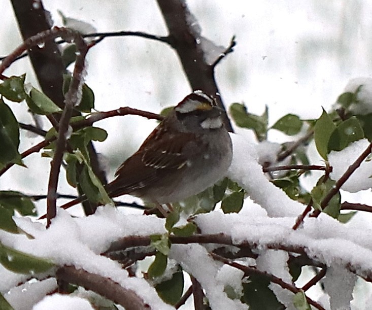 White-throated Sparrow - ML618033604