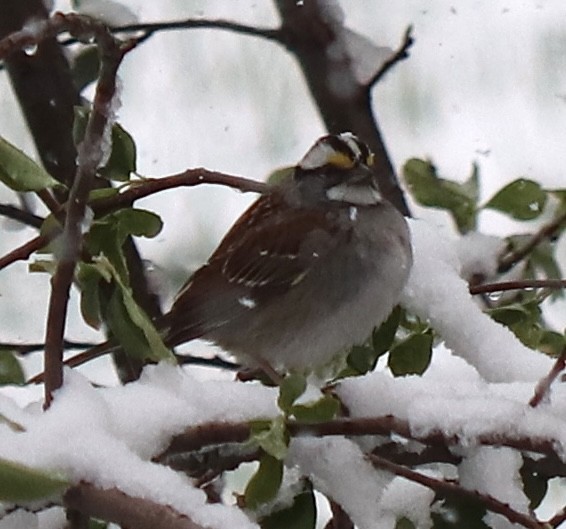 White-throated Sparrow - ML618033605
