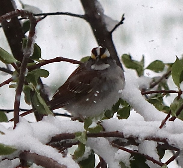 White-throated Sparrow - ML618033606