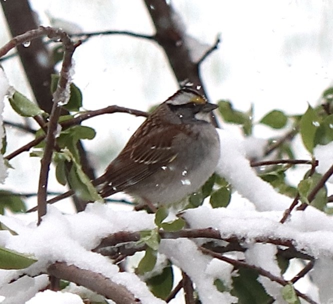 White-throated Sparrow - ML618033607