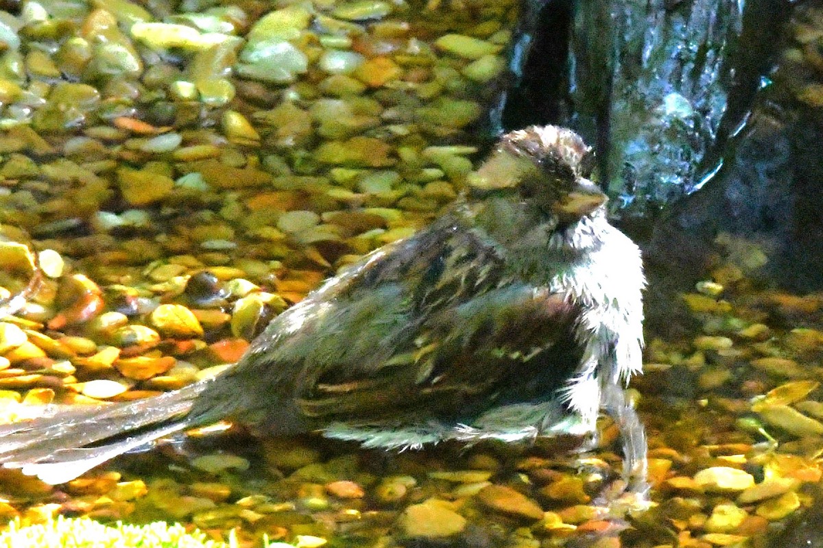 Swamp Sparrow - ML618033693