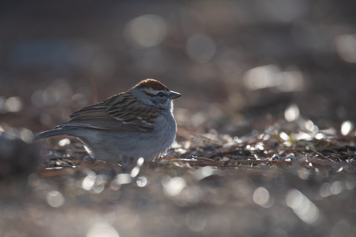 Chipping Sparrow - Philippe Hénault