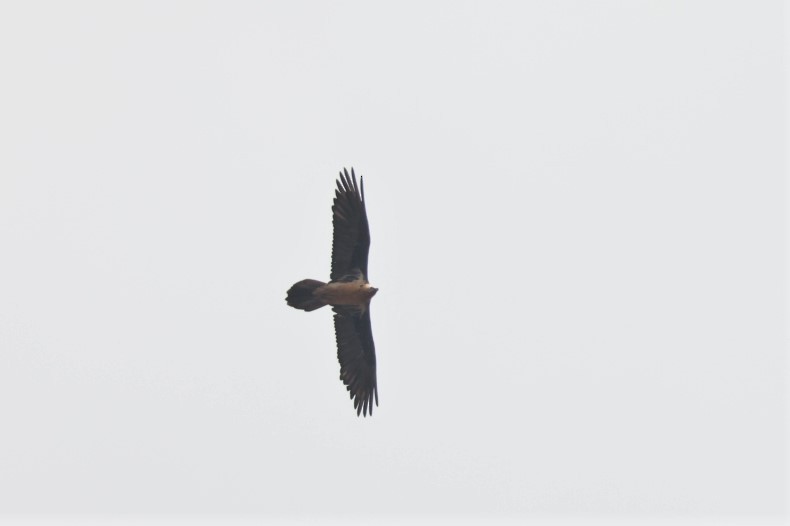 Bearded Vulture (Eurasian) - Brian Gibbons