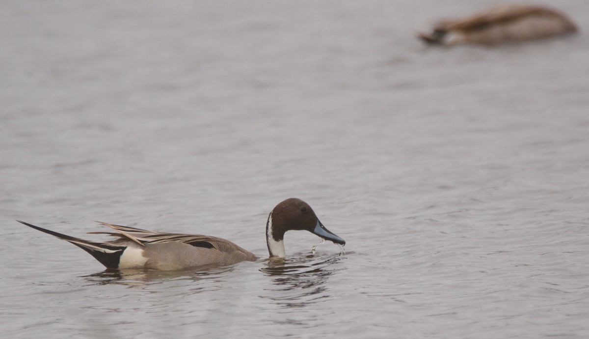 Northern Pintail - Quique Carballal