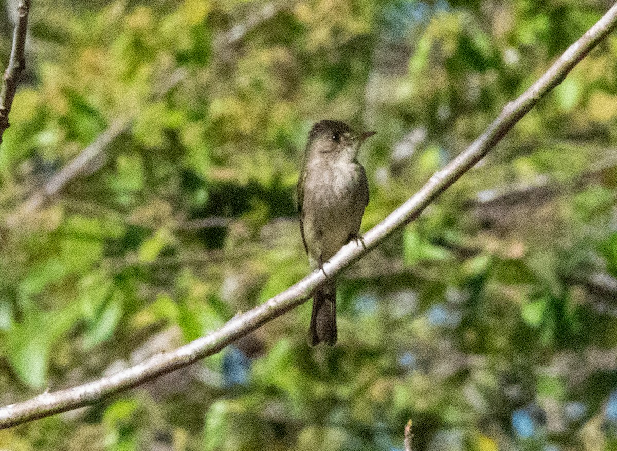 Northern Tropical Pewee - Spat Cannon