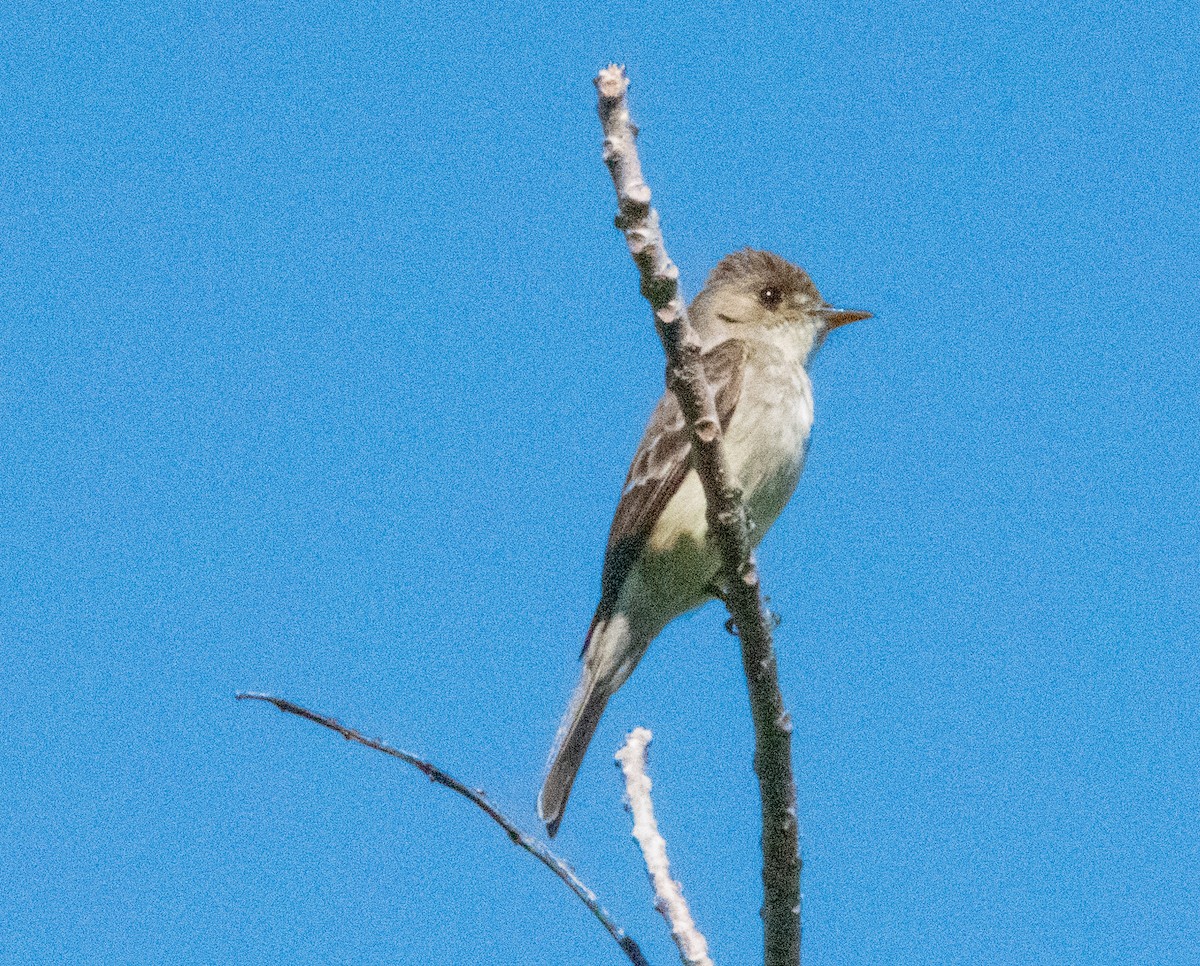 Northern Tropical Pewee - Spat Cannon