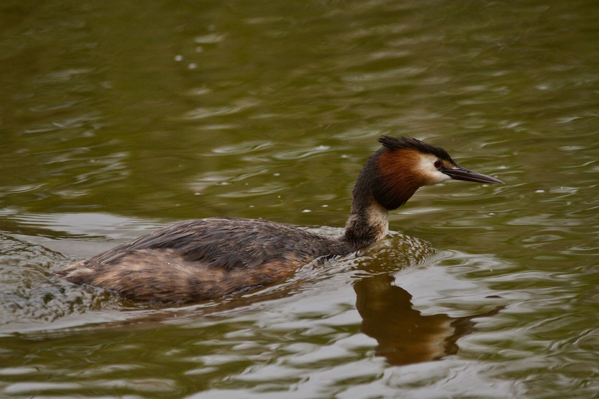 Great Crested Grebe - ML618033740