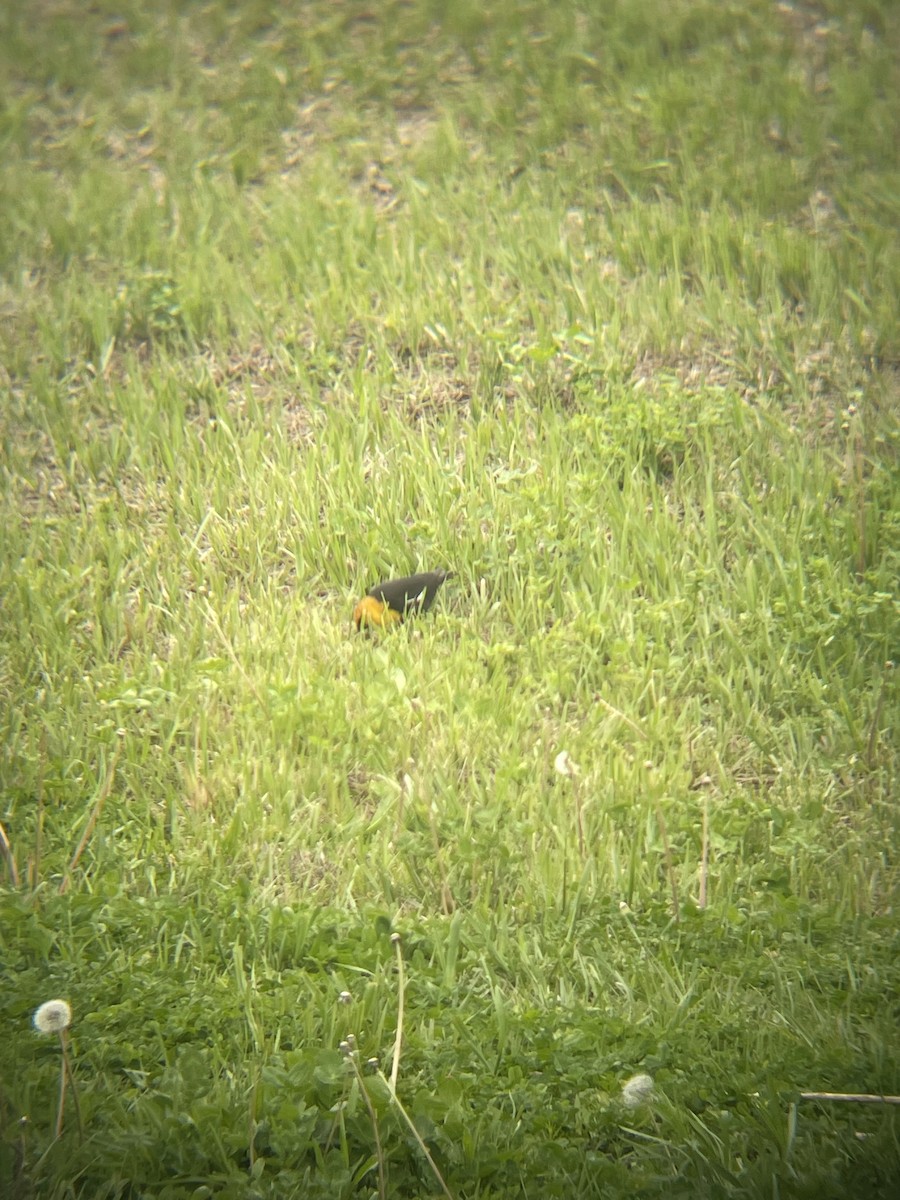 Yellow-headed Blackbird - ML618033771