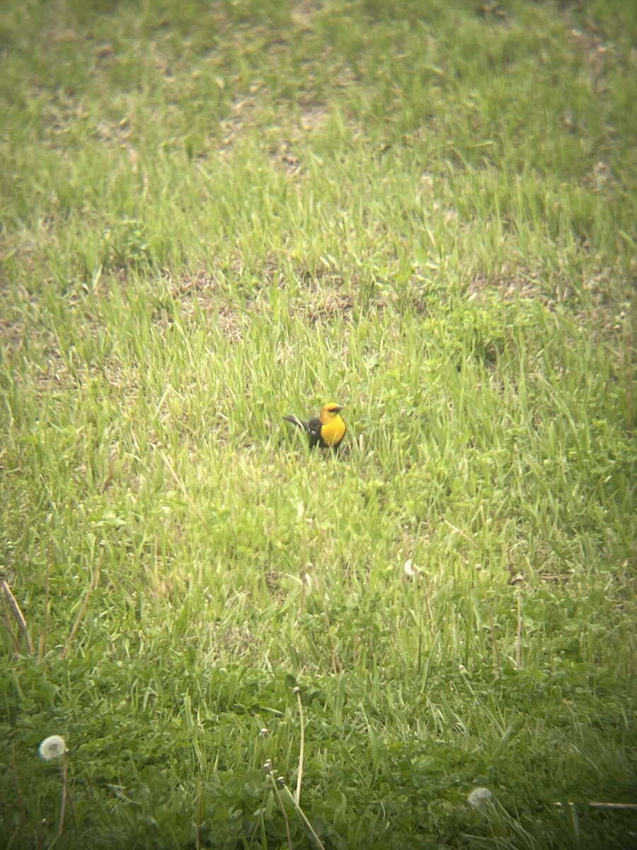 Yellow-headed Blackbird - ML618033772