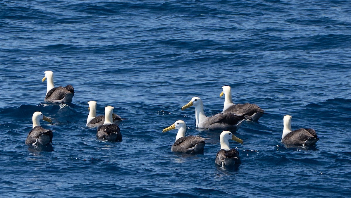 Waved Albatross - Deb Ellinger