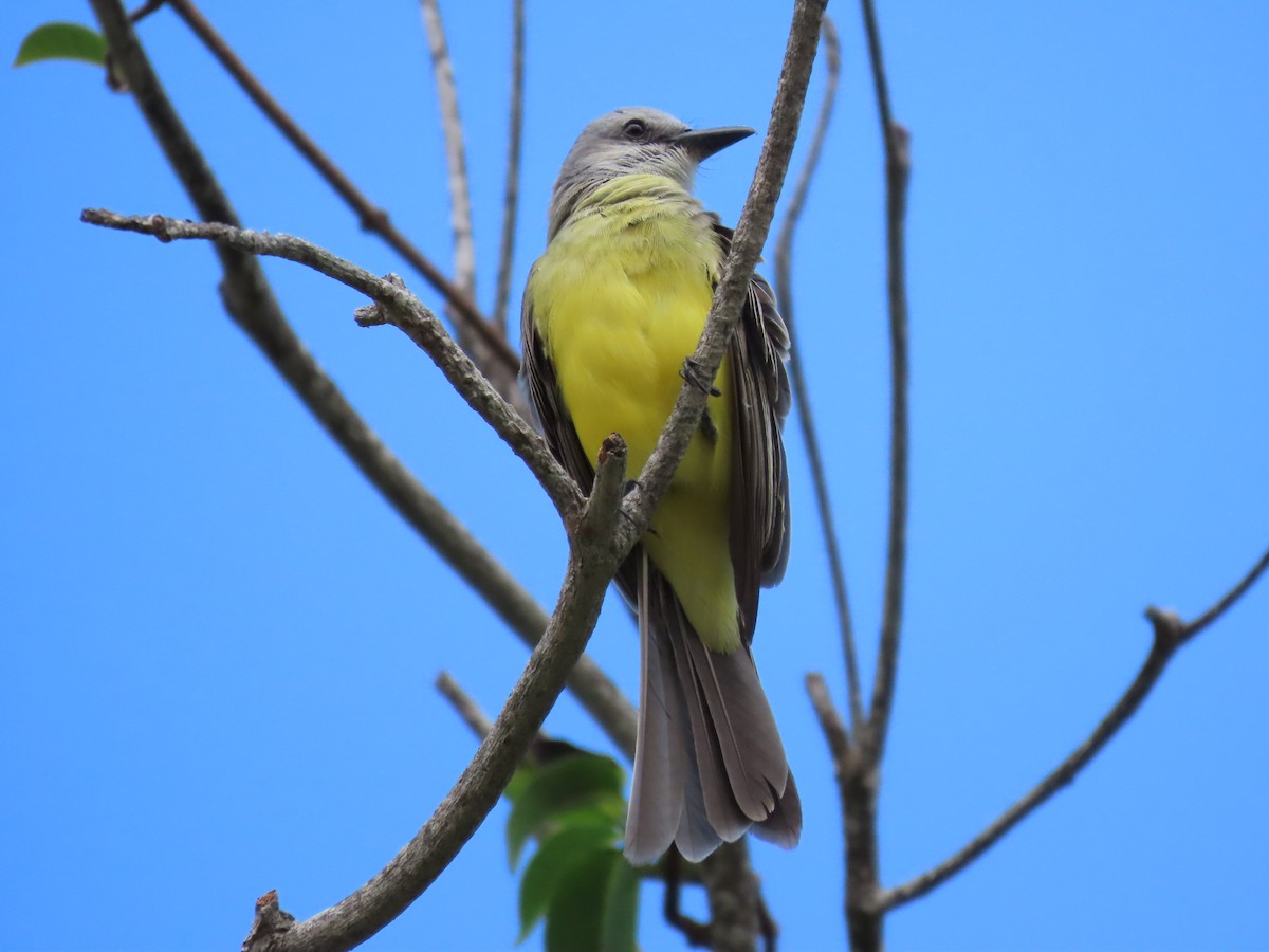 Tropical Kingbird - Dagoberto Rudas gonzalez