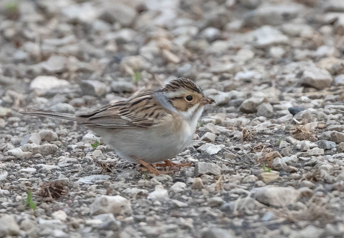 Clay-colored Sparrow - ML618033814