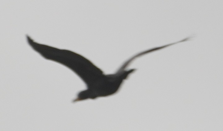 Double-crested Cormorant - John McCallister