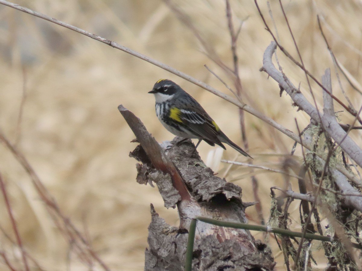 Yellow-rumped Warbler (Myrtle) - Phil Ranson